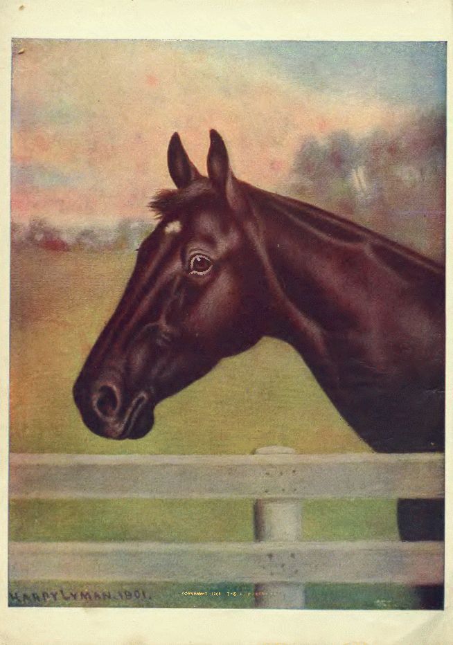 Black Beauty, Young Folks' Edition Illustration 2