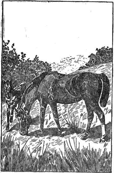 Black Beauty, Young Folks' Edition Illustration 3